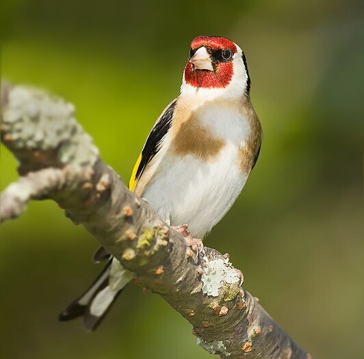 CARDUELIS - VINK