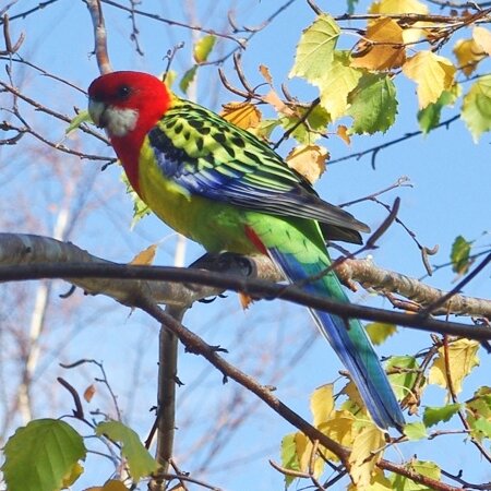 ROSELLA