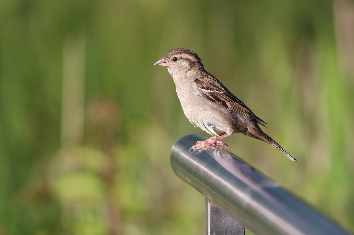 SPATZ-HAUSSERPLING