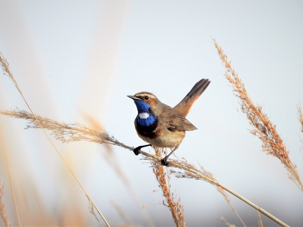 BLAUWBORSTJE