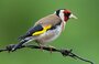 CARDUELIS-DISTELVINK EXCELLENT-2KG-BUITEN-KWEEK_