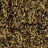 wildzangzaad daily